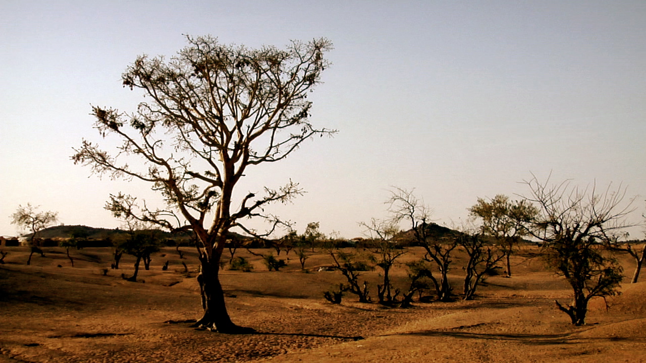 Dead tree